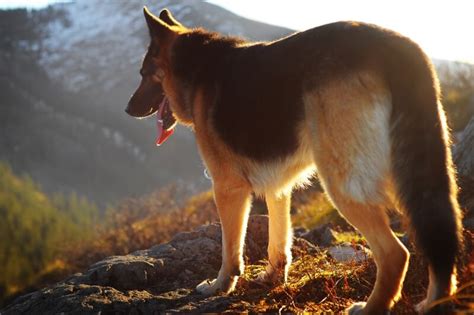 Полезные овощи для взрослых немцев и щенков - DogInHouse.ru
