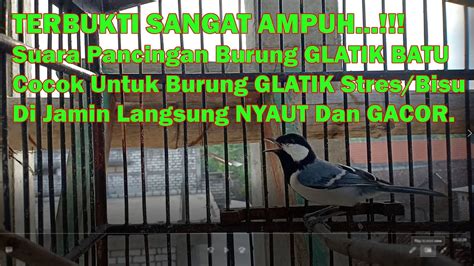 Terbukti Sangat Ampuh Suara Pancingan Burung Glatik Batu Cocok