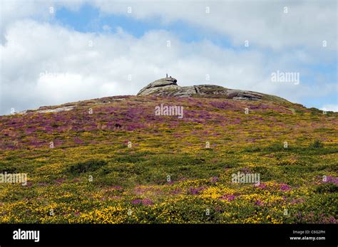 Heathergorse And Tor On Datmoorbracken Broad Countryside Dartmoor