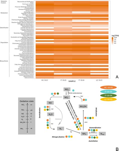 A Overview Of Pathways Identified In Assembled Metagenomic Contigs Download Scientific