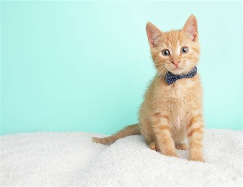 Cute Young Orange Tabby Cat Kitten Rescue Wearing Blue and White Poka ...