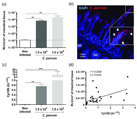 Establishment Of Cryptosporidium Parvum Experimental Infection In The