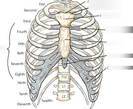 exam 2: bony thorax anatomy Diagram | Quizlet