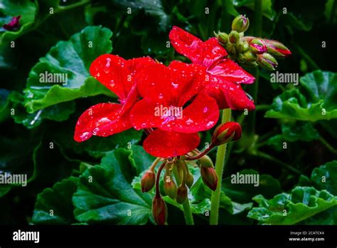 Geranios Rojos Brillantes Fotografías E Imágenes De Alta Resolución Alamy