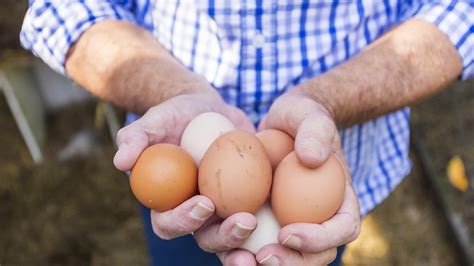 Spectroscopy Allows In Egg Chicken Sexing Research Chemistry World