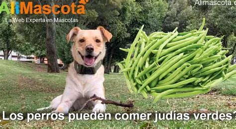 Los Perros Pueden Disfrutar De Las Jud As Verdes