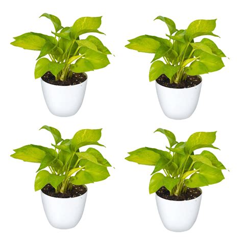 Money Plant Golden With Pot ( Pack Of 4 ) | Buy Money Plant Golden ...