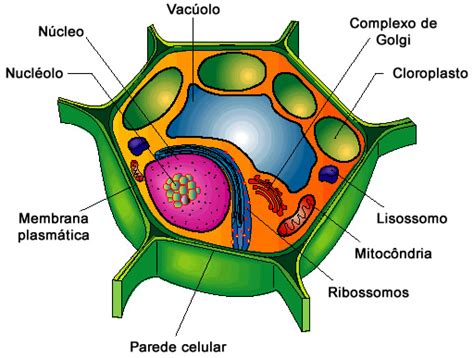 Célula Vegetal Biologia Celular Infoescola