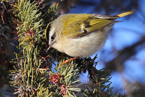 The Golden-crowned Kinglet - photo essay - Bird Canada