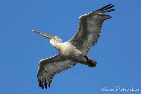 Nature photos by Nikos Paterekas Αργυροπελεκάνος Pelecanus crispus