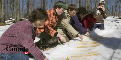 Best Maple Festivals & Events In Ontario: Top Maple Events