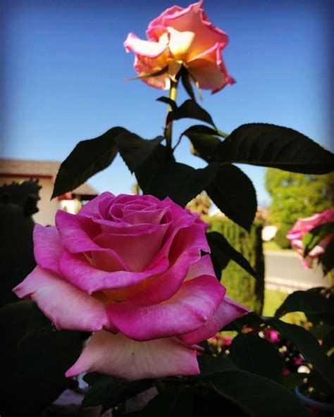 thumbs pro Roses at Hacienda Pèrez Garcia