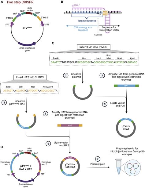 Cloning Strategy To Insert Has Into The Ptv Cherry Plasmid For Two Step