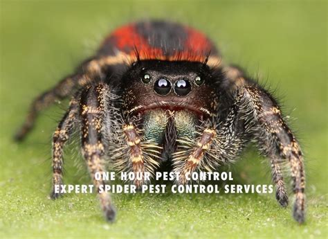 Spider Pest Control Exterminators For Your Home Or Business In Nyc