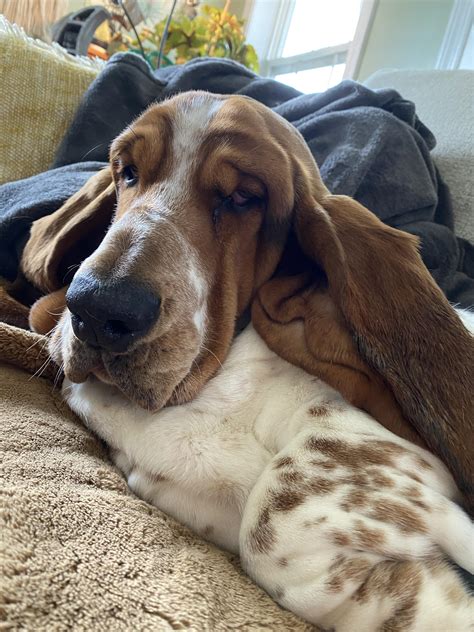 Are Basset Hounds Lazy