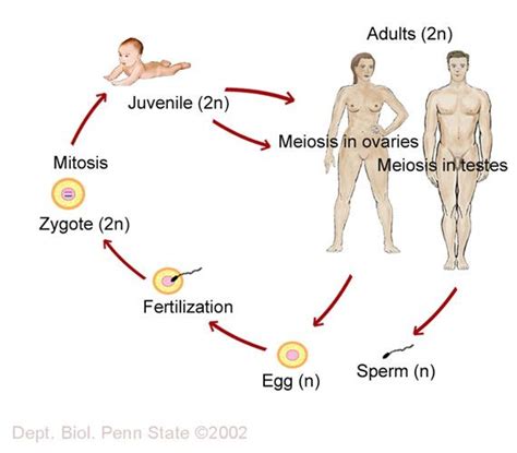 human life cycle | Human life cycle, Life cycles, Reproductive system