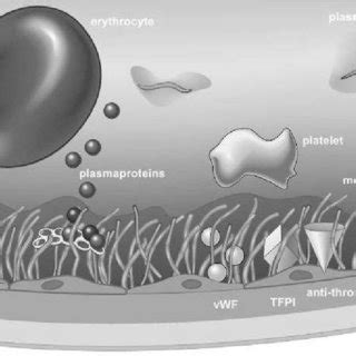 Schematic representation of the glycocalyx | Download Scientific Diagram