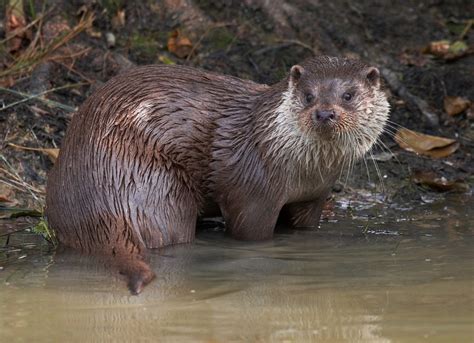 See Otters At The Falls Of Clyde Scottish Wildlife Trust