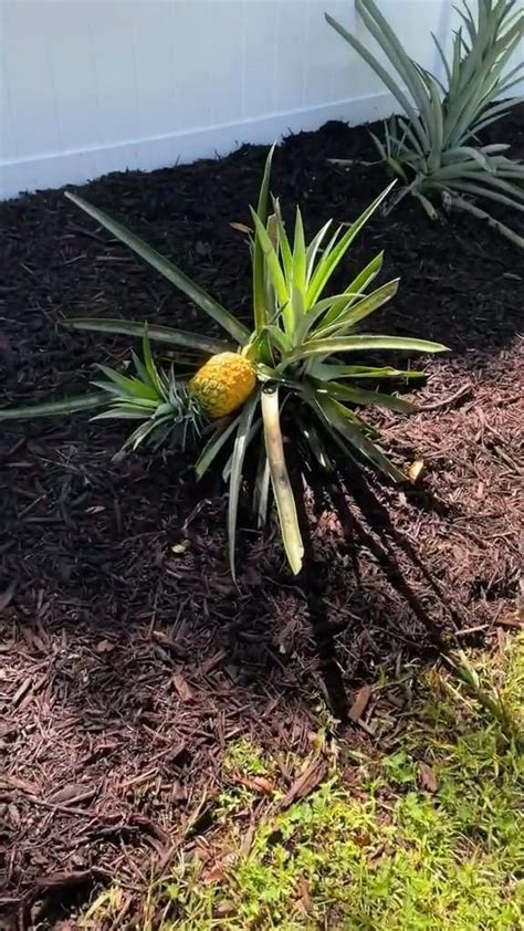 Grow Your Own Pineapples From A Store Bought Pineapple Backyard