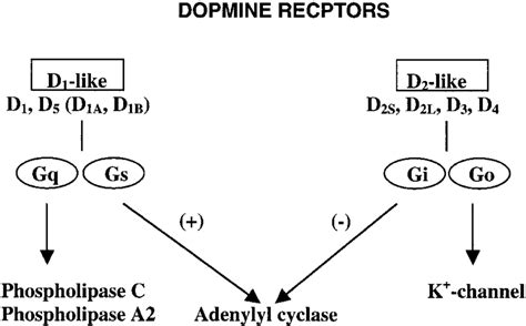 Dopamine receptor subtypes and their second messengers ...