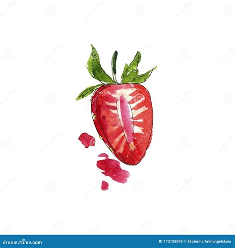 Watercolor Drawing Strawberry Stock Illustration - Illustration of ...