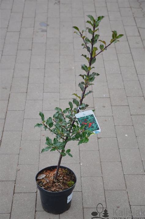 Ilex Meserveae Blue Princess Ostrokrzew Meservy