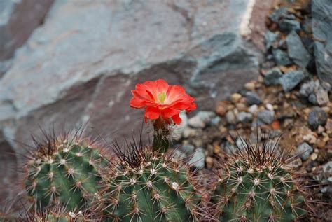 Cacto Cactaceae Flor Do Deserto · Foto Gratuita No Pixabay