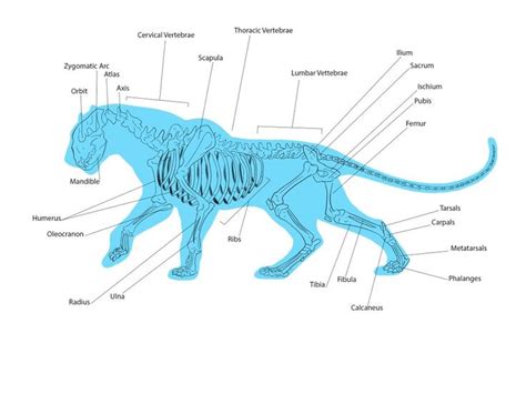 Pin By Nadine On Black Panther Black Jaguar Anatomy Study Black Panther