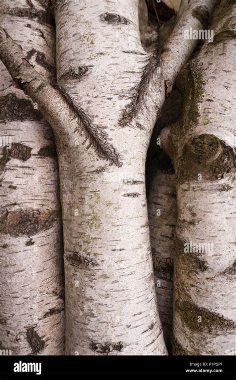 Betula Pendula Rinde Detail Fotos Und Bildmaterial In Hoher Aufl Sung