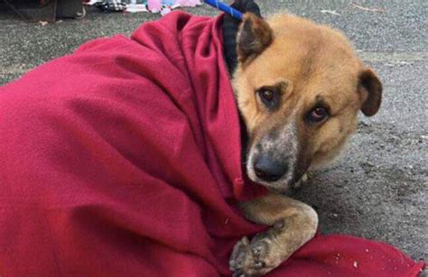 Abbandonato Fuori Al Supermercato Cane Triste E Solo Salvato Da Un