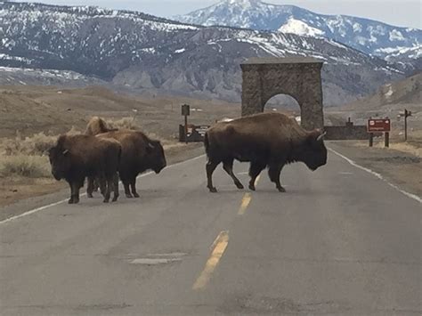 Yellowstone Park's migrating bison can 'reset' spring green-up ...