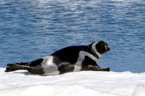 Ribbon Seal Ocean Treasures Memorial Library