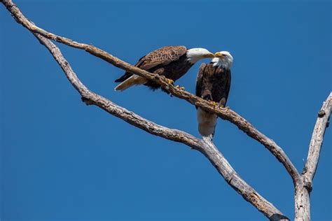 The 11 Best Places and Times to See Bald Eagles in Missouri - A-Z Animals