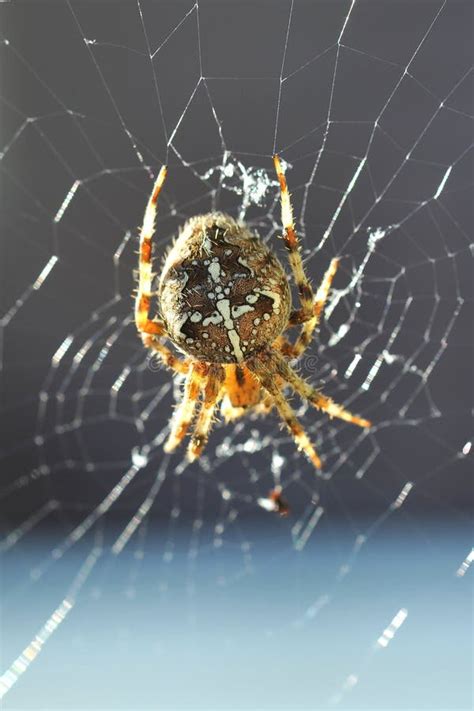 Diadematus Europeu Do Araneus Da Aranha De Jardim Foto De Stock