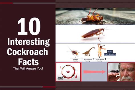 10 Interesting Cockroach Facts That Will Amaze You! | PestWeek