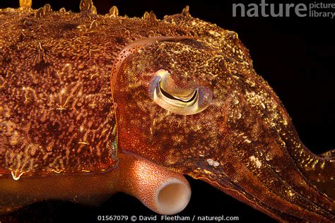 Stock Photo Of Broadclub Cuttlefish Sepia Latimanus With Siphon