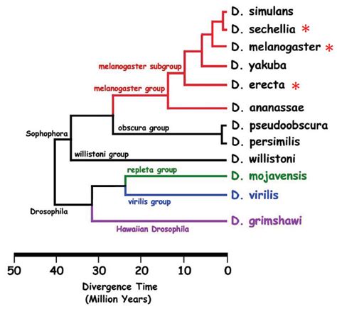 Insects Free Full Text Sexual Communication In The Drosophila Genus