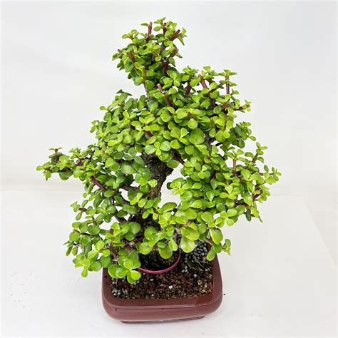 Frank Yee Cork Bark Mini Jade Portulacara Afra Bonsai Tree Bonsai