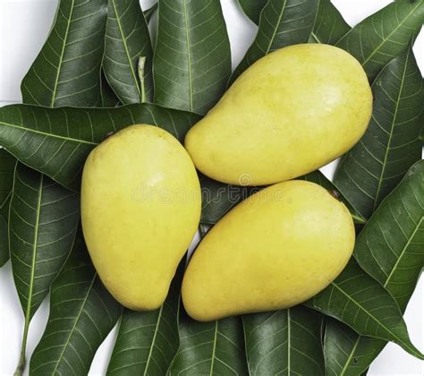 242 Mango Tree Top View Isolated White Background Stock Photos Free