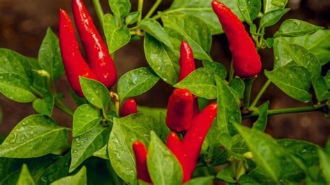 Come Coltivare Il Peperoncino In Casa