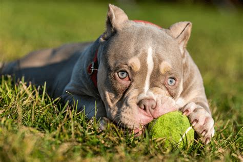 Pocket Bully Dog Breed: 7 Must Know Facts - Marvelous Dogs