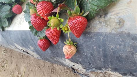 Monterey Strawberry Breeding And Research Program