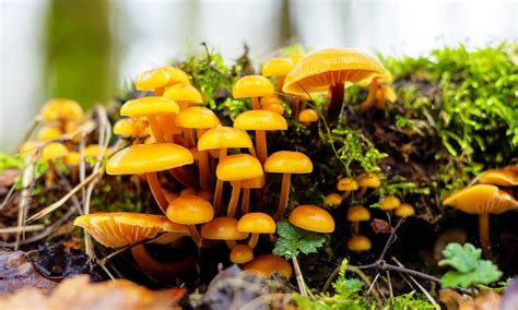 arctic fungi deep sea mushroom creatures   australia