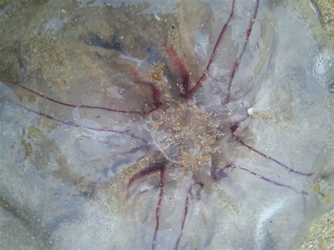 Haeckel S Jelly From M Q V Torquay Vic Australia On July