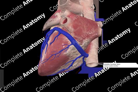 Middle Cardiac Vein | Complete Anatomy