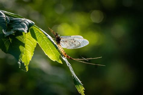 The Natural Phenomenon Of The Mayfly Hatch Scottish Wildlife Trust