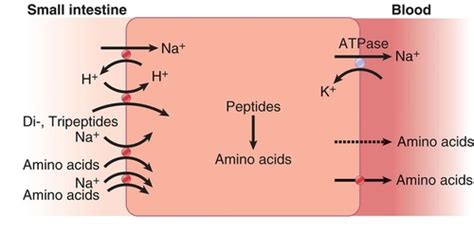 BC11 7 MCAT Biochemistry Chapter 11 Lipid Amino Acid Metabolism 11