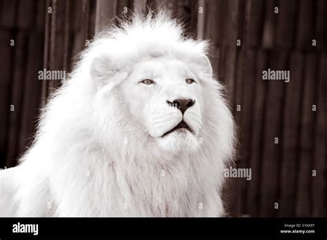 Close-Up Color Image Of beautiful White Lion (Albino) Against Fence ...