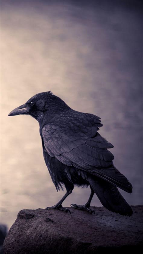 The Crow 4K Wallpapers - Top Free The Crow 4K Backgrounds - WallpaperAccess