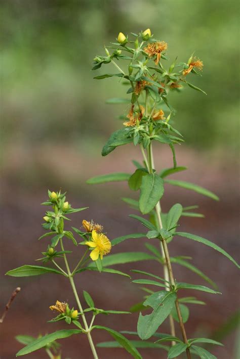 St John S Wort Shrub Images